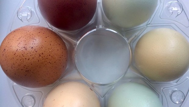 Rot, grün, blau – so hübsch sehen die natülichen Eier von den speziellen Hühnern aus. (Bild et) 