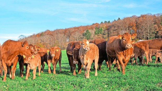 Die Mutterkuhherde von Ueli Vögtli und Andrea Kaiser umfasst rund 37 Muttertiere. Statt am Computer erstellt Andrea Kaiser das Begleitdokument für Tiere, die den Hof verlassen, einfach und bequem am Handy. 
