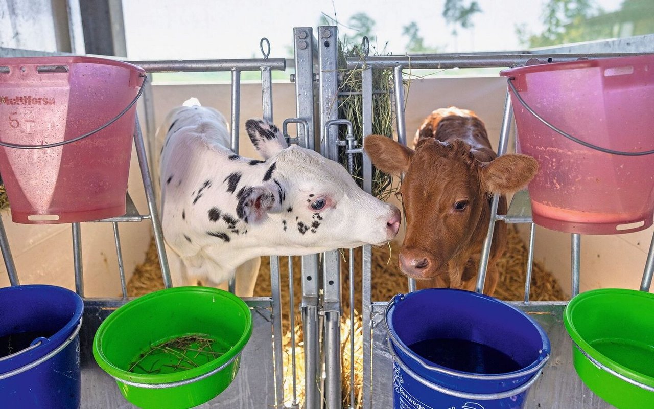 Zwei Kälber stehen in benachbarten Einzel-Boxen und beschnuppern sich.