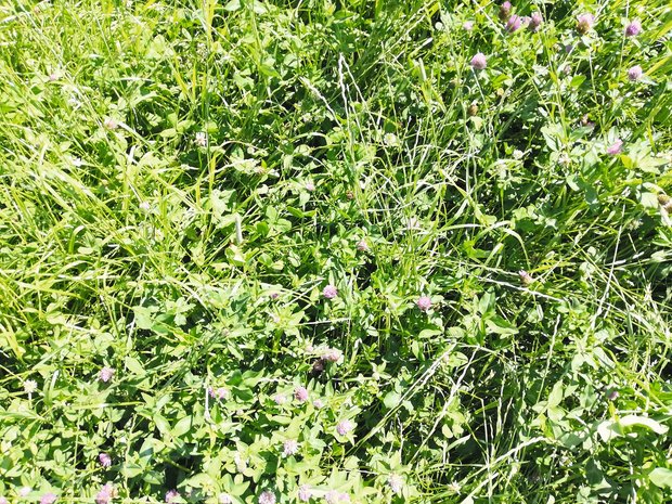 Anpassungsfähigen Wiesenpflanzen für den Klimawandel im Futterbau Der Klimawandel verlangt anpassungsfähige Wiesenpflanzen zum Erhalt einer dichten, tragfähigen und ertragsstarken Grasnarbe. Bild: Inforama