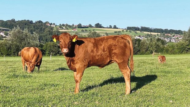 Hitzestress auf der Weide Ein Limousin-Kalb steht auf der Weide.