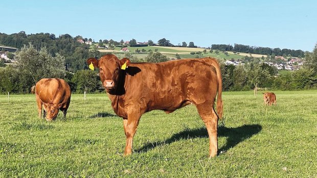 Hitzestress auf der Weide Ein Limousin-Kalb steht auf der Weide.