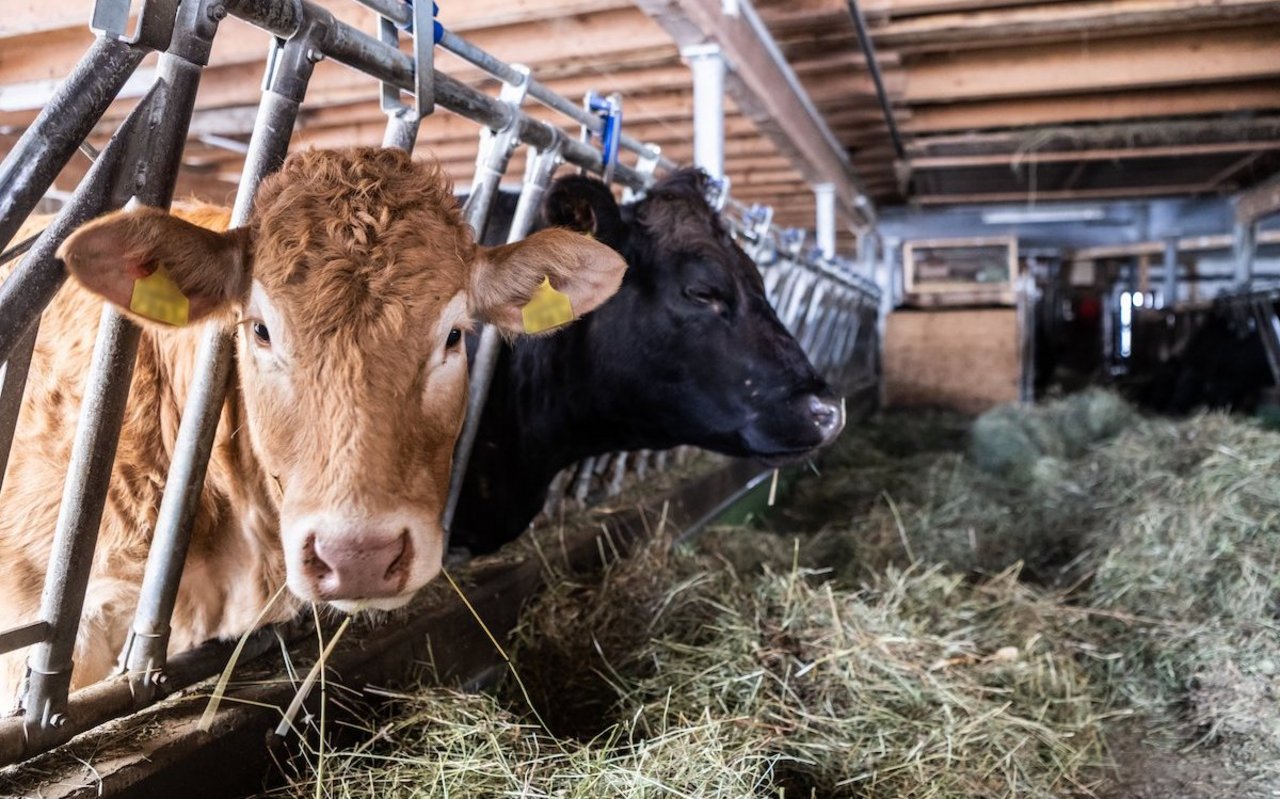 Beef stehen am Futtertisch, vor sich einen Haufen Heu, und schauen in die Kamera.