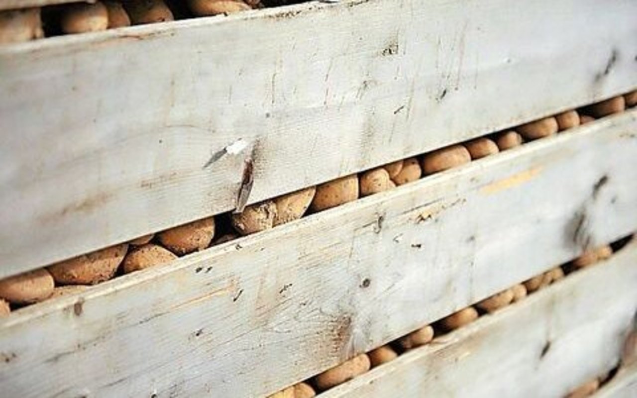 Nach dem Paloxenmangel muss sich die Kartoffelbranche fragen, ob Lagerkapazität und Infrastruktur in der Schweiz für gute Ernten ausreichen.