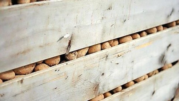 Nach dem Paloxenmangel muss sich die Kartoffelbranche fragen, ob Lagerkapazität und Infrastruktur in der Schweiz für gute Ernten ausreichen.