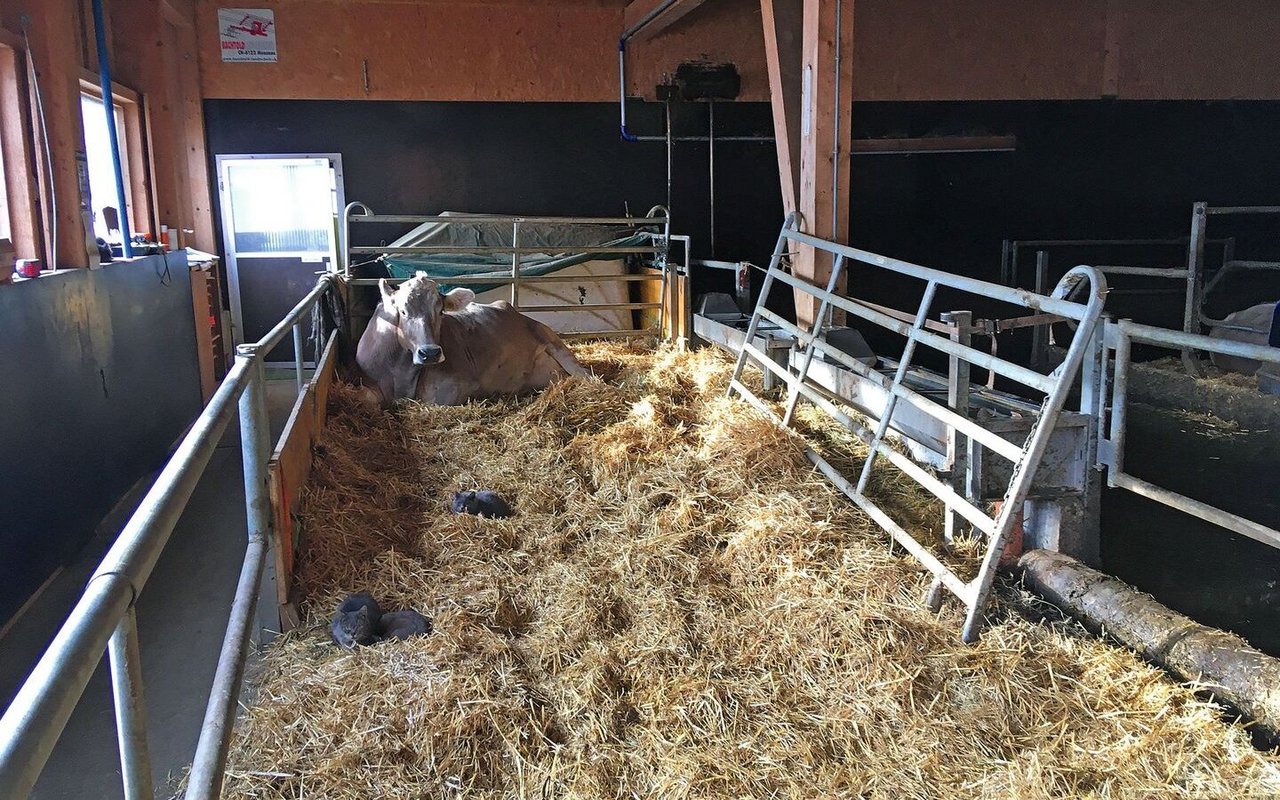 Eine Kuh liegt alleine in einem Krankenabteil im Stall, welches dick mit Stroh eingestreut ist.