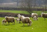 Das Fleisch aus den Gebrauchskreuzungen mit dem Welsh Mountain Schaf wird unter dem weltberühmten Label „Welsh Lamb“ exportiert. Bild: Christian Gazzarin 