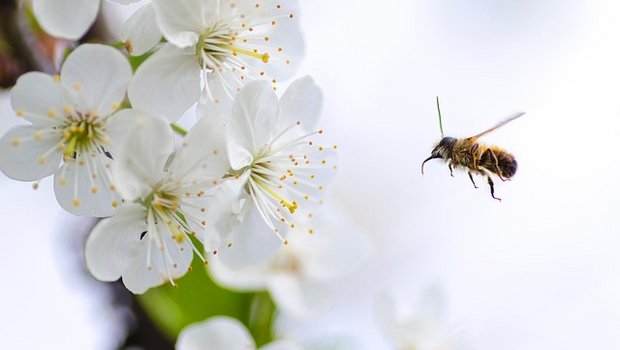 Besonders in frühlingshaft blühenden Obstbaumhainen sollte an Bienen gedacht und möglichst auf Pflanzenschutzmittel verzichtet werden. (Bild Pixabay)