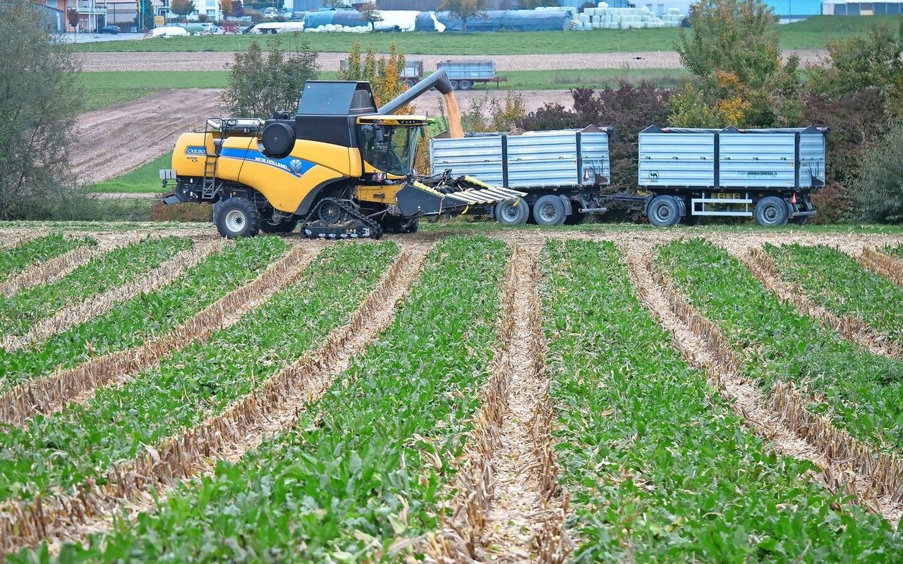 Beim Vorgewende wurde 9 Meter breit nur Körnermais gesät, welches zuerst gedroschen wurde, damit der Drescher gerade in die Staffelkultur reinfahren konnte. Danach hat es auch der Rübenroder einfacher, weil er nicht mehr anroden muss. 