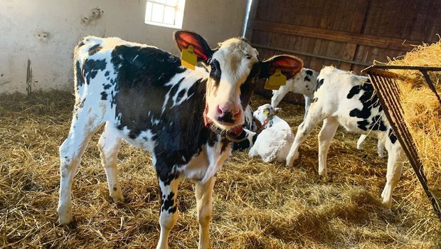 Während die Kuhkälber im Kälberschuppen via Transponder und Automaten gefüttert werden (im Bild), sind die Bullenmastkälber in der Aussenhütte und werden an der Milchbar gefüttert.