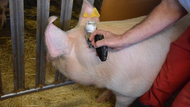 Sauberkeit und eine korrekte Ausrichtung sind beim Impfen von Schweinen wichtig.Bild: Suisag