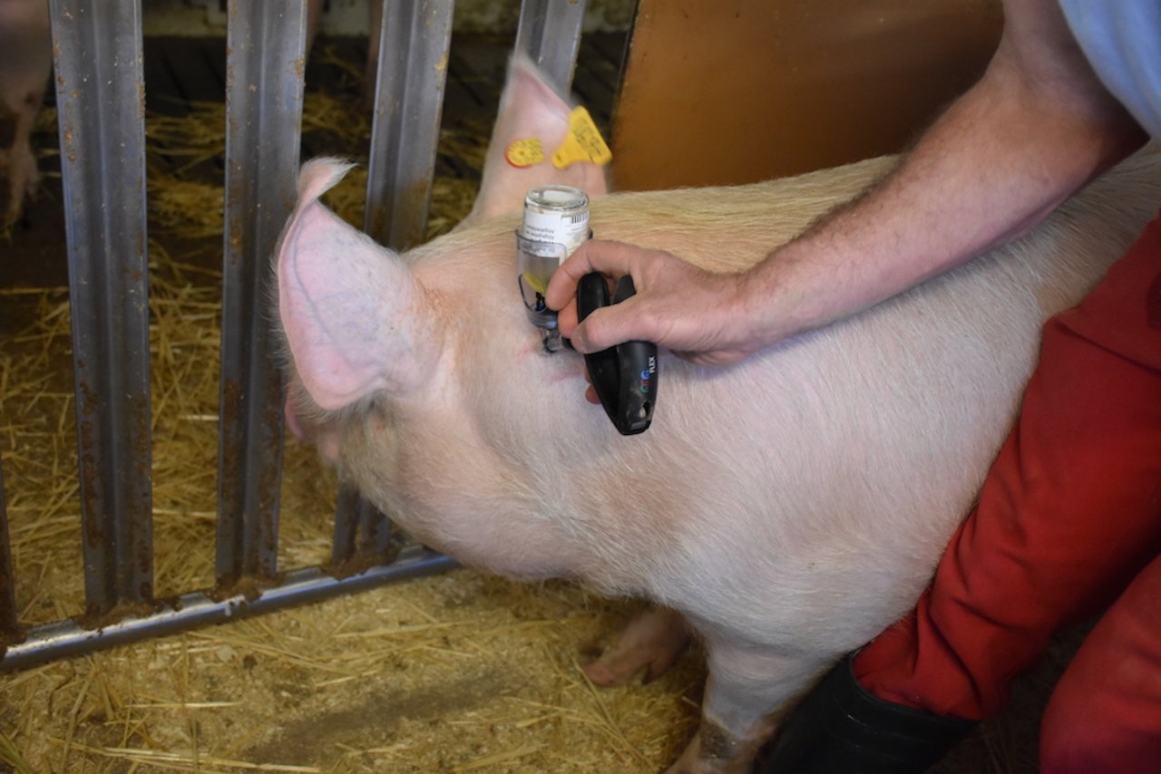 Sauberkeit und eine korrekte Ausrichtung sind beim Impfen von Schweinen wichtig.Bild: Suisag