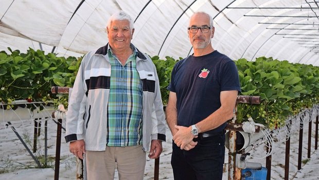 Anton Wieland (l.) in Märstetten war einer der ersten Erdbeerproduzenten in der Ostschweiz. Sohn Thomas führt den Pilgerhof in zweiter Generation und produziert ausschliesslich Beeren.