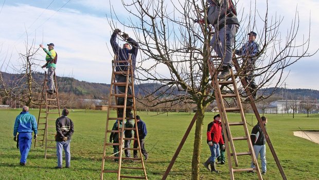 Hochstamm-Obstbäume sind eine Investition über Generationen In einem Schnittkurs für Hochstamm-Obstbäume können Interessierte Schnitt- und Formierungseingriffe erlernen. Fast alle Schweizer Bildungszentren wie die Liebegg, der Strickhof oder der Wallierhof bieten solche Kurse an. Bild: Daniel Schnegg