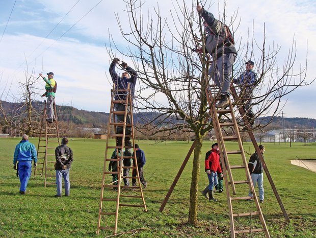 Jetzt HochstammObstbäume pflanzen diegruene.ch Die Grüne