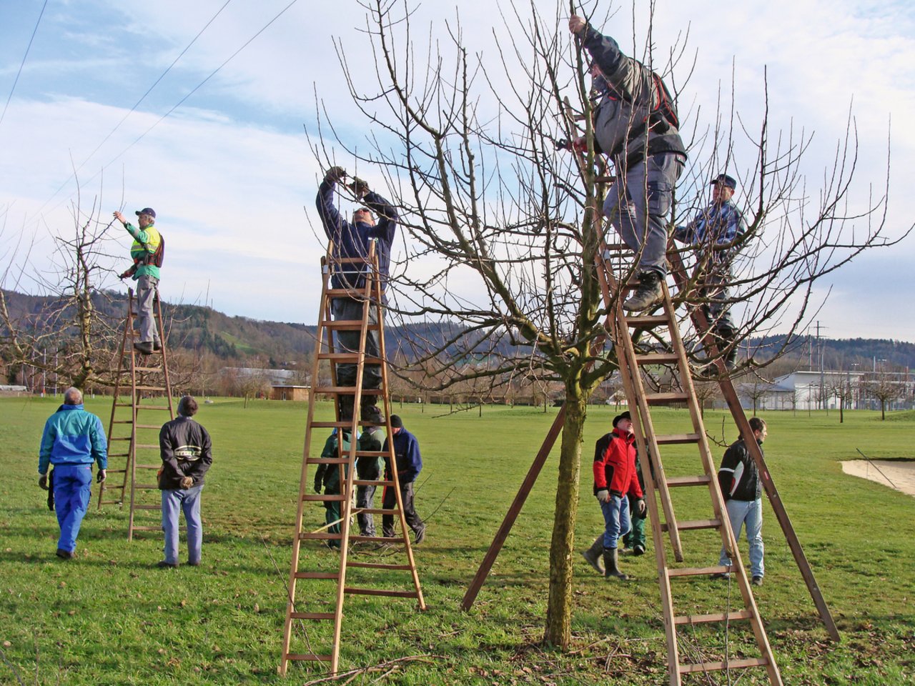 In einem Schnittkurs für Hochstamm-Obstbäume können Interessierte Schnitt- und Formierungseingriffe erlernen. Fast alle Schweizer Bildungszentren wie die Liebegg, der Strickhof oder der Wallierhof bieten solche Kurse an. Bild: Daniel Schnegg