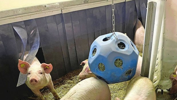 Die Ferkel arbeiten das Heu heraus und sind so beschäftigt. Das Material sollte frisch und von guter Qualität sein.