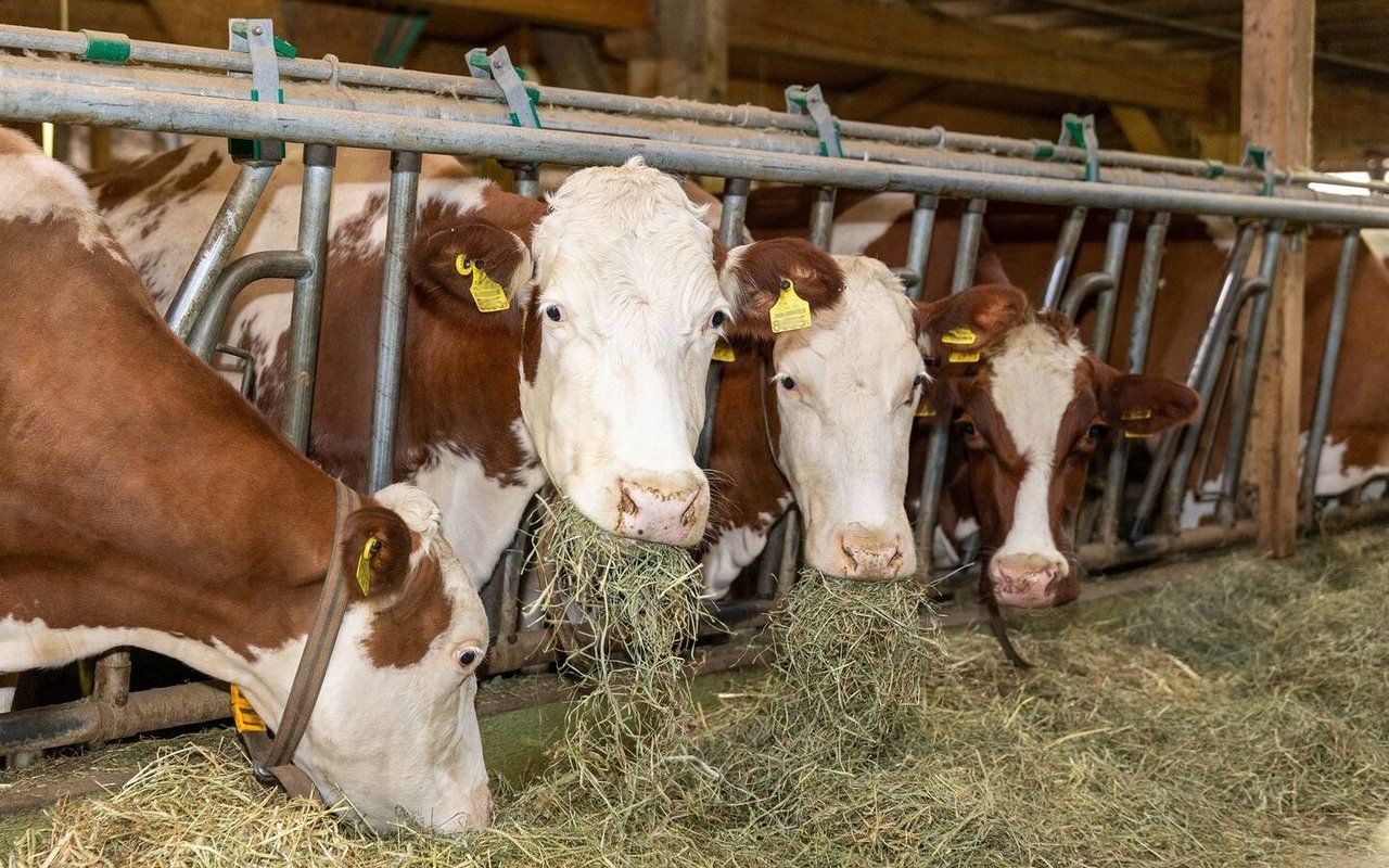 Auch für Schweizer Rindvieh steigt das Risiko.