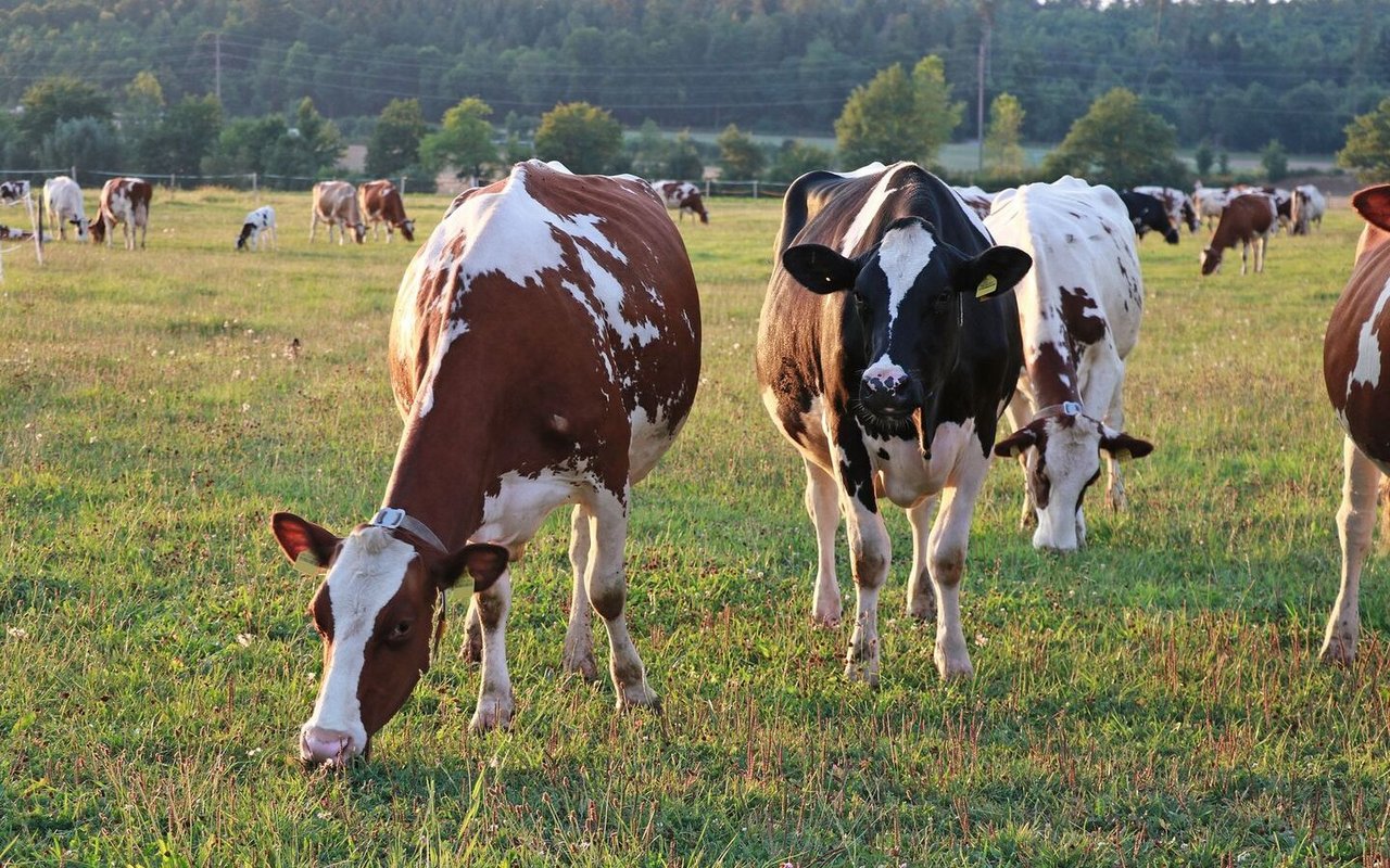 Neben der Tiergesundheit untersucht das Projekt ReLait auch die Themen «Lebensqualität» und «Einkommen» der Bauernfamilien.