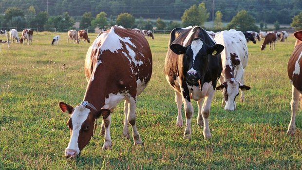 Neben der Tiergesundheit untersucht das Projekt ReLait auch die Themen «Lebensqualität» und «Einkommen» der Bauernfamilien.
