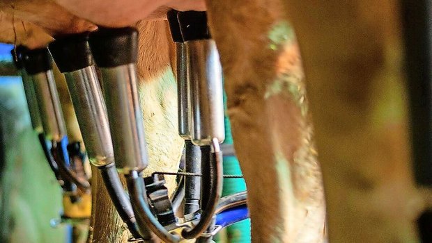 Das gute Futter ist schuld: Die Milcheinlieferungen sind seit ein paar Monaten zu hoch. Der Markt kann die Menge nicht schlucken. Die Milchproduzenten sollen jetzt weniger melken.   
