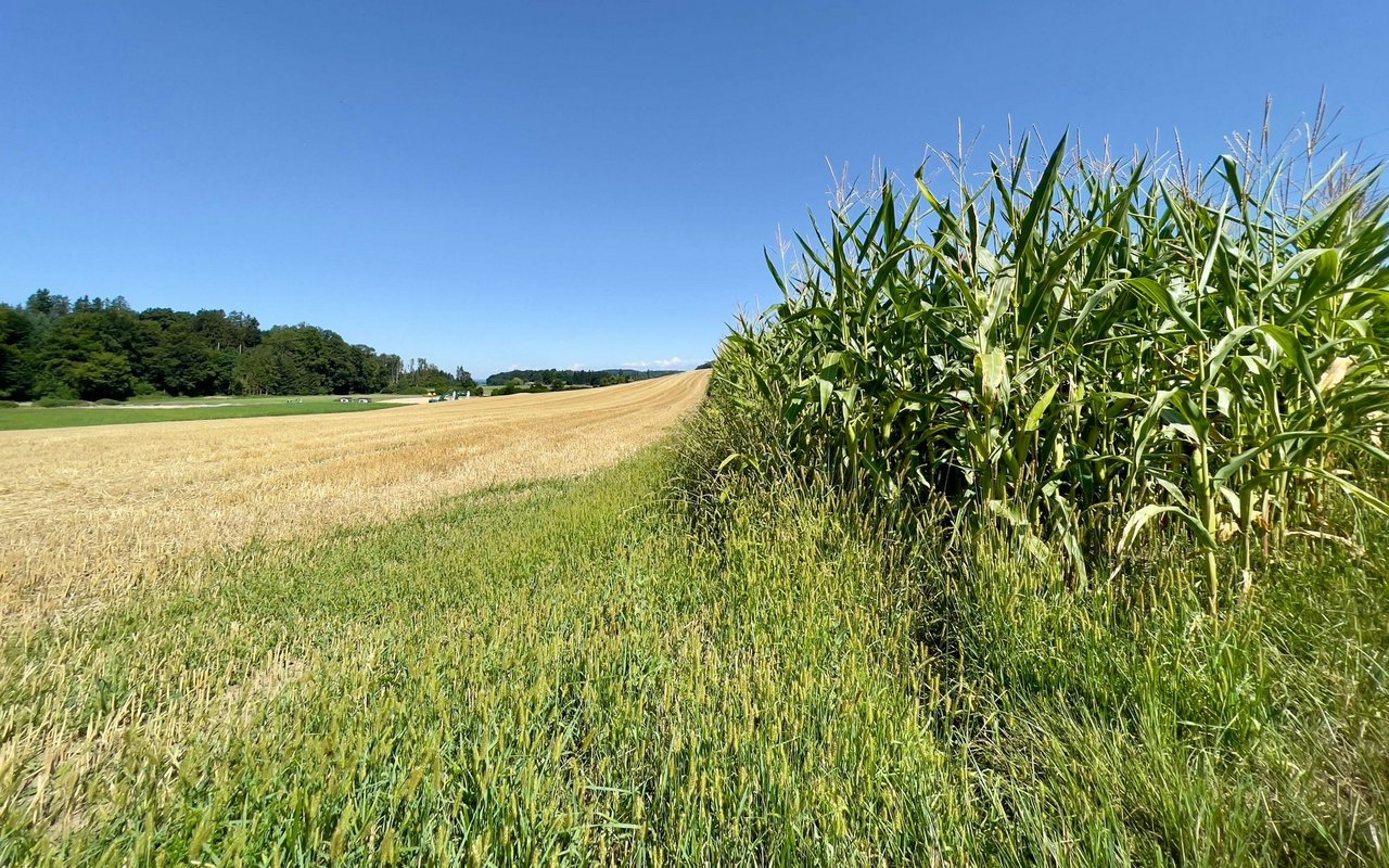 Symbolbild eines Feldes mit Getreide und Mais nebeneinander.