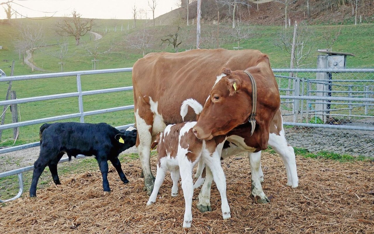 Das Trinken am Euter fördert ein gutes Sozialverhalten des Kalbs. Auch beobachten LandwirtInnen, dass die Kälber gesünder sind.