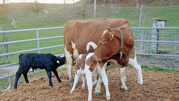 Das Trinken am Euter fördert ein gutes Sozialverhalten des Kalbs. Auch beobachten LandwirtInnen, dass die Kälber gesünder sind.