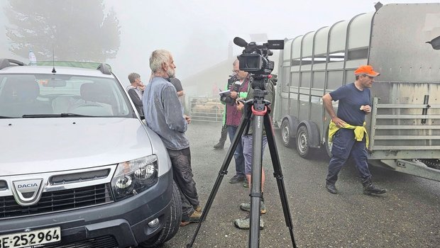 Ein schwieriger Tag für alle Beteiligten: Andreas Grossen (links) gibt die Schafe frühzeitig zurück ins Tal. Ein Luchs hat sie trotz Vergrämungsversuchen fast täglich angegriffen.