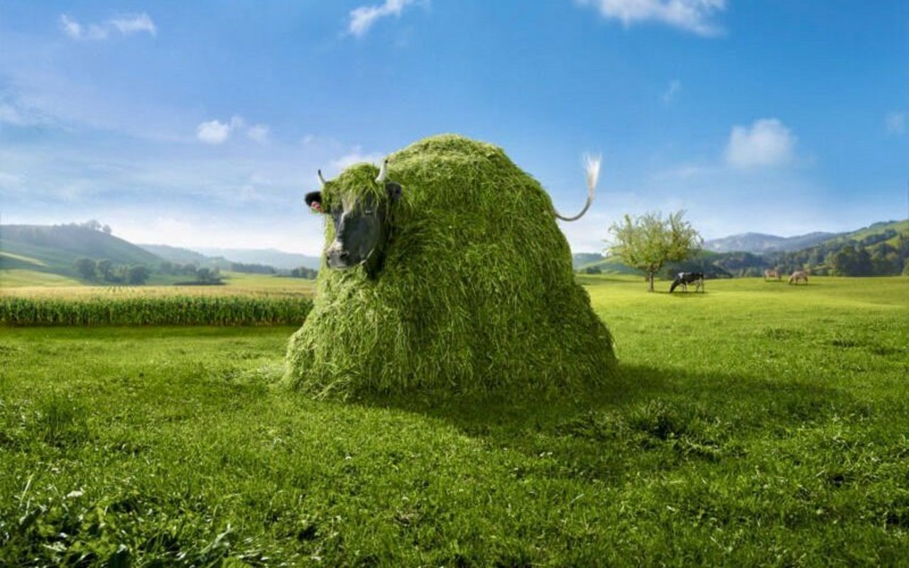 Die Werbe-Kuh-Lovely versteckt sich in einem Grashaufen-