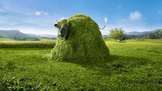 Die Werbe-Kuh-Lovely versteckt sich in einem Grashaufen-