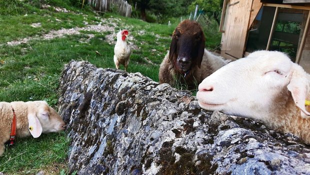 In der Tierschutzstelle im Felsentor leben Tiere mitteils leidvoller Vergangenheit. 