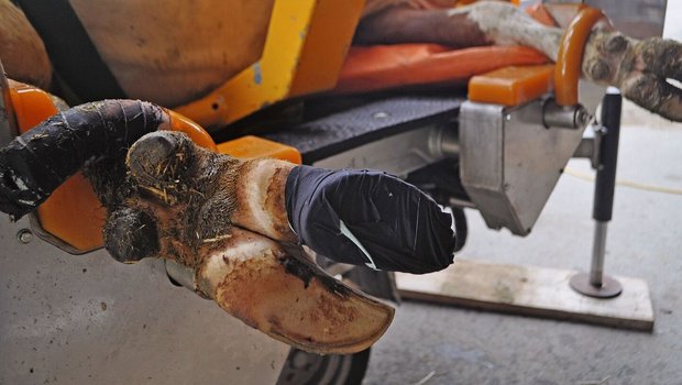 Klauengesundheit Klotz Eine Kuhklaue ist mit Klebeband umwickelt. Damit wurde der Klauenklotz an die Klaue geklebt.