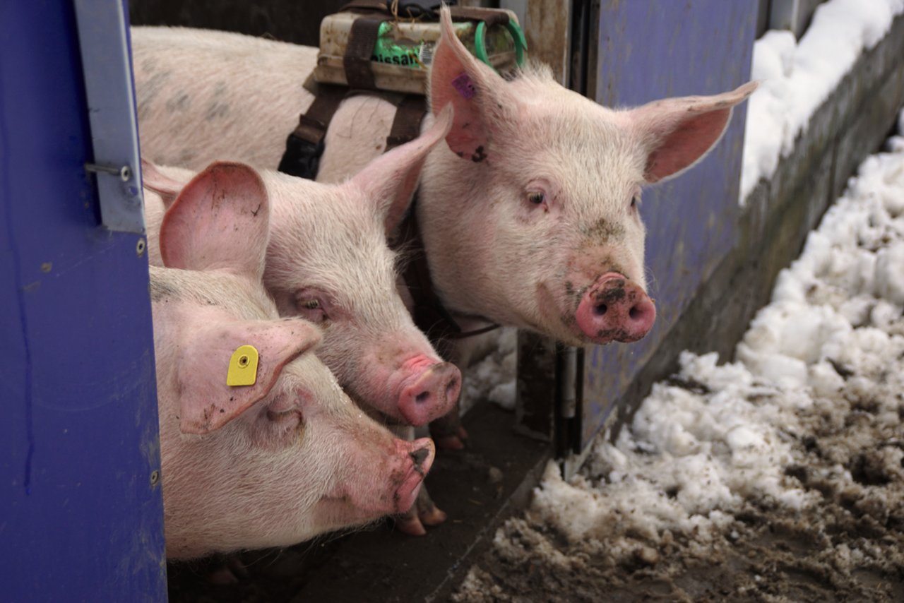 Ob sie sich in den Schnee wagen sollen? Die Freilandschweine von Leandra und Köbi Hagmann in Necker SG im Toggenburgsind im Winter Stubenhocker. Nicht nur die «Kamerasau» zögert, sich beim garstigen Wetter in die Kälte zu wagen. 