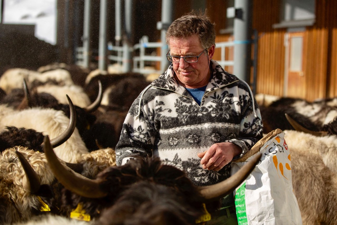 Die Yaks vom Schweizer Landwirt Adrian Regli in Andermatt UR.