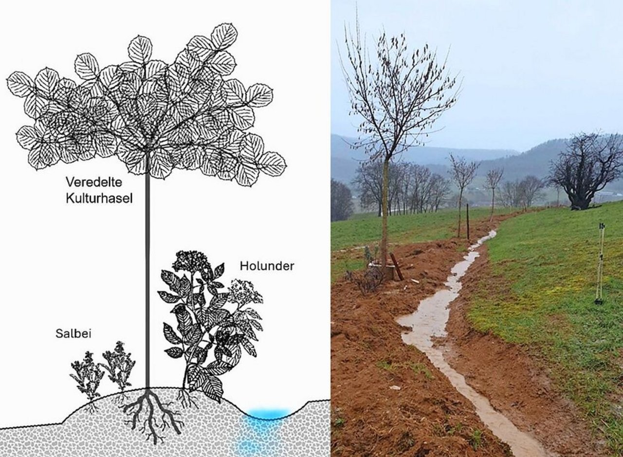 Keyline-Design im Querschnitt (links) und in der Praxis (rechts) während eines Regenereignisses.