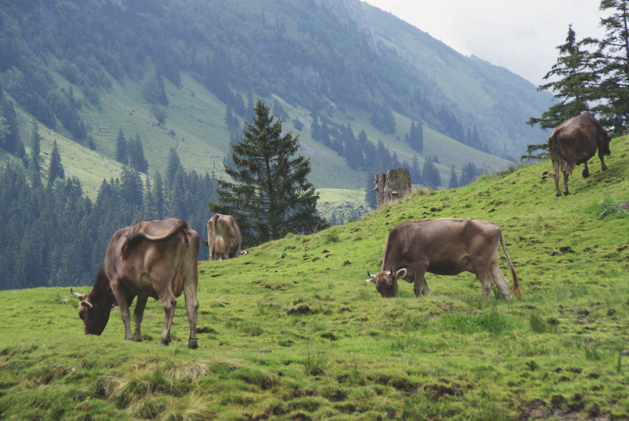 Auf Alpweiden steht den Kühen eine grössere Fläche zur Verfügung als auf Talweiden. Trittschäden hängen von der Bodenbeschaffenheit und der Topografie ab. Bild: Michael Götz