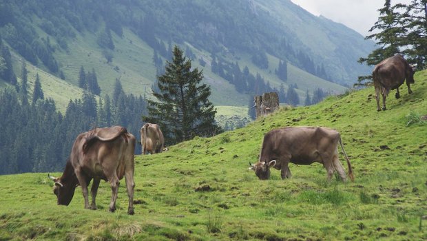 Auf Alpweiden steht den Kühen eine grössere Fläche zur Verfügung als auf Talweiden. Trittschäden hängen von der Bodenbeschaffenheit und der Topografie ab. Bild: Michael Götz