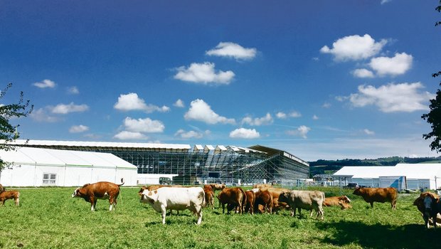 Kurz vor dem Eidgenössischen Schwing- und Älplerfest in Zug weidet Landwirt Freimanns Mutterkuhherde noch die Wiese vor der gigantischen Arena ab.(Bild Mathieu Emmenegger)
