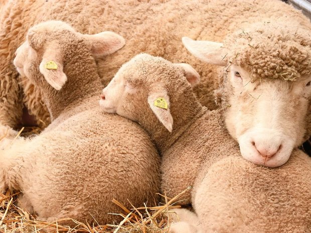 Der Energiebedarf ist in der Ablammzeit hoch. 