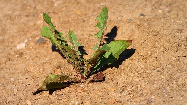 Laut Klimaforschern werden Hitzewellen in Zukunft häufiger, nicht nur wegen dem menschgemachten Klimawandel. (Bild Pixabay)