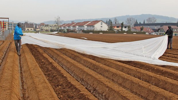 Die Frühkartoffeln auf dem Lindenhof von Beat Meyer in Dottikon konnten bei guten Bedingungen gesetztund sofort gedeckt werden. Zum Vliesen braucht es Personal. (Bilder Sebastian Hagenbuch)