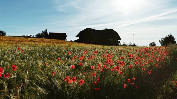 70 Prozent aller Schweizer Landwirtinnen und Landwirte agieren auch als Pächter. Entweder von ganzen Betrieben oder von einzelnen Parzellen. (Symbolbild Daniela Joder)