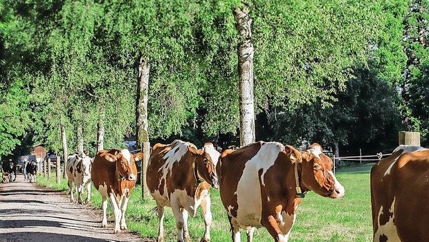 Der Gang an die Versammlung des BEBV ist neben Bio auch für die Milchproduzenten von Bedeutung.