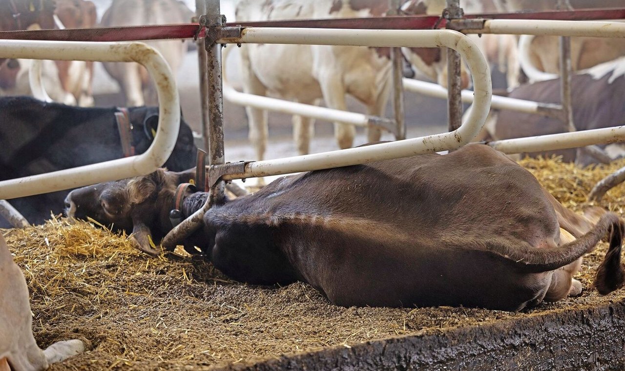 Dank der hoch angeschraubten und beweglichen Boxenbügel können sich die Kühe auch mal ganz ausstrecken. Ähnlich, wie das auf der Weide beobachtet werden kann.