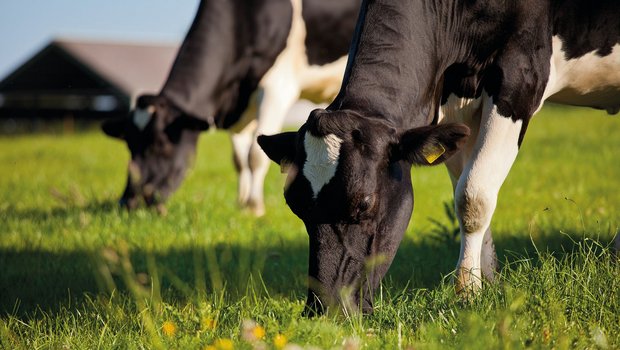 Kühe wählen ihr Futter gezielt aus. Dabei spielen nicht nur der Energie- und Proteingehalt eine Rolle, sondern auch der Geschmack und damit die sekundären Pflanzenstoffe. (Bild Adobe Stock)
