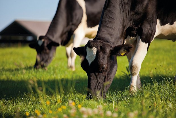 Kühe wählen ihr Futter gezielt aus. Dabei spielen nicht nur der Energie- und Proteingehalt eine Rolle, sondern auch der Geschmack und damit die sekundären Pflanzenstoffe. (Bild Adobe Stock)