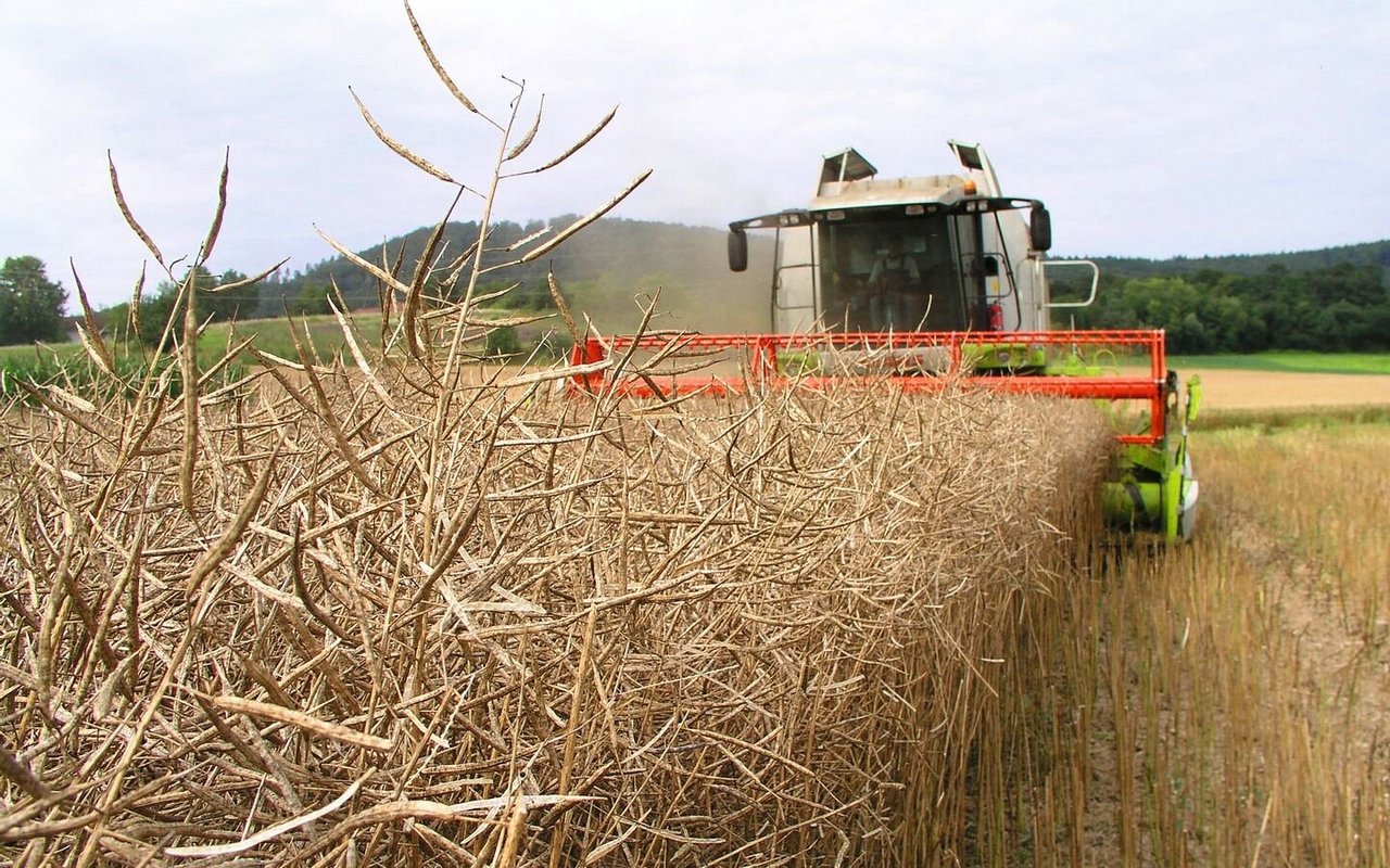 Raps wird in vielen Fällen zu früh gedroschen. Dann besteht ein hoher Ertragsverlust durch Ausdrusch-, Schüttler und Reinigungsverluste. Abwarten lohnt sich, um das Ertragspotenzial möglichst ausschöpfen zu können.