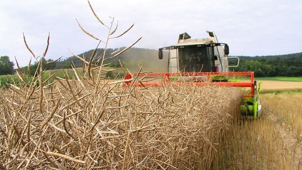 Raps wird in vielen Fällen zu früh gedroschen. Dann besteht ein hoher Ertragsverlust durch Ausdrusch-, Schüttler und Reinigungsverluste. Abwarten lohnt sich, um das Ertragspotenzial möglichst ausschöpfen zu können.