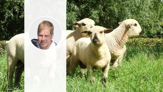 André Meister vom BFS-Zuchtverband, Braunköpfige Fleischschaf Das Porträt von André Meister steht vor einem Foto von Braunköpfigen Fleischschafen, die auf der Weide stehen.